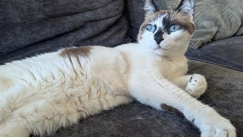 picture of the cat needing adoption