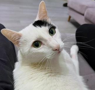 Percy, an adoptable Domestic Short Hair in San Francisco, CA