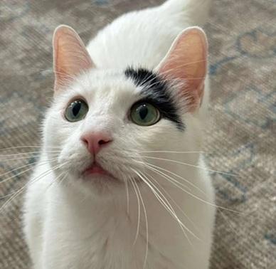 Percy, Senior Domestic Short Hair / Mixed, cat for adoption in San Bruno, California