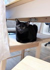 Lizzie - Photo 2