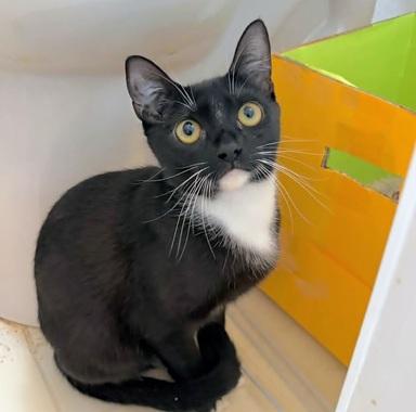 Pualani, an adoptable Domestic Short Hair in San Francisco, CA