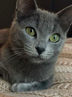 Bluebell, Young Domestic Short Hair, cat for adoption in San Rafael, California