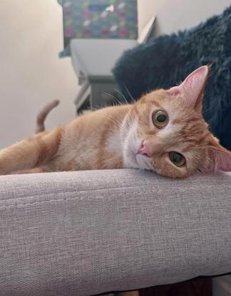 Dorito, an adoptable Domestic Short Hair in San Francisco, CA