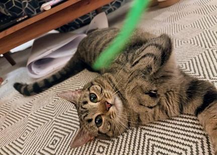 Cinnamon, Adult Domestic Short Hair / Tabby / Mixed, cat for adoption in San Bruno, California