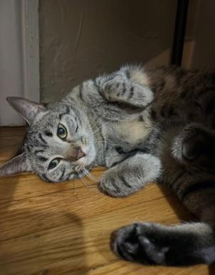 Cinnamon