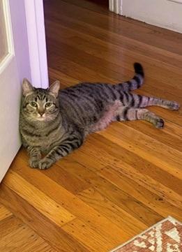 Cinnamon, an adoptable Domestic Short Hair in San Francisco, CA