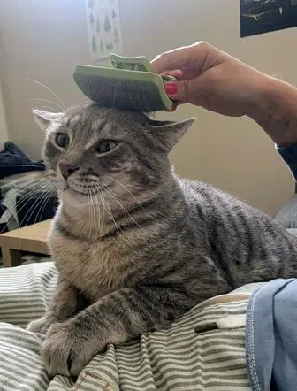 Bernie - Domestic Short Hair
