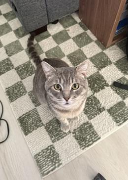 picture of the cat needing adoption