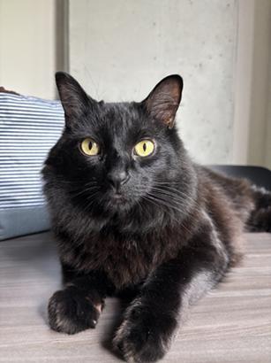 Daffy, an adoptable Domestic Long Hair in San Francisco, CA