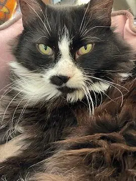 Tita Rita - Tuxedo