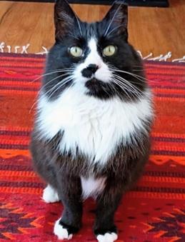 Samba, a cat for adoption from Give Me Shelter Cat Rescue