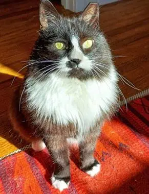 Tita Rita - Maine Coon