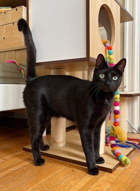 Beans, Adult Domestic Short Hair, cat for adoption in Union City, California
