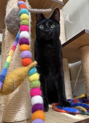 Beans photo 4