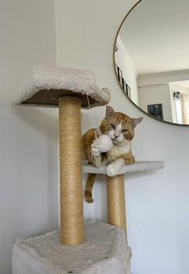 Purrince photo 4