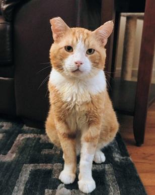 Purrince