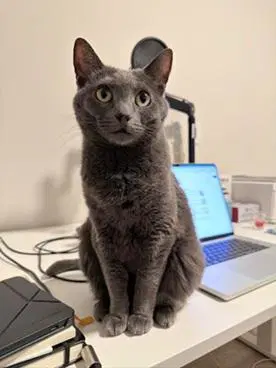 Tess - Domestic Short Hair