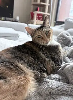 Jazzy - Domestic Short Hair