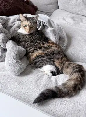 Jazzy - Domestic Short Hair