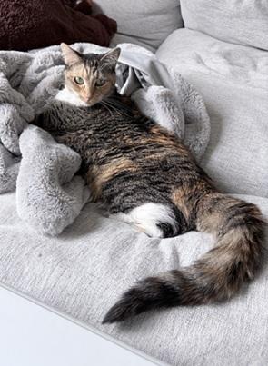 picture of the cat needing adoption