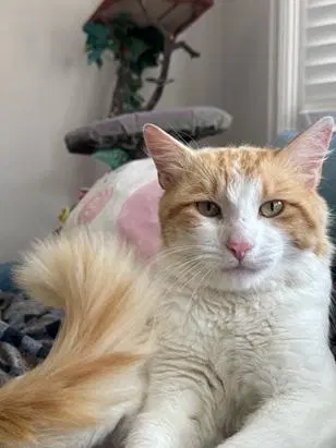 Marmalade - Domestic Short Hair