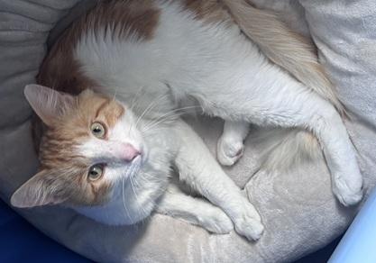 Marmalade