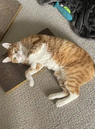 Bubba - Domestic Short Hair