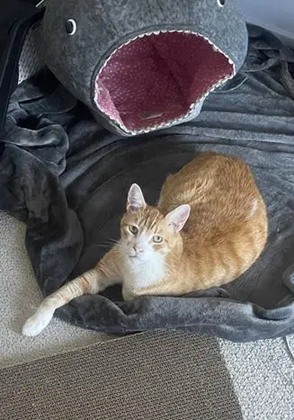 Bubba - Domestic Short Hair