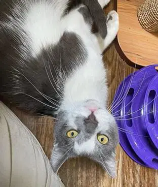 Moonlight - Domestic Short Hair