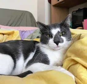 Moonlight - Domestic Short Hair