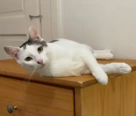 Bunny - Domestic Short Hair