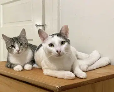 Bunny - Domestic Short Hair