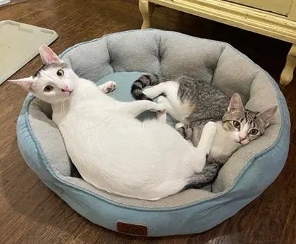 Bunny - Domestic Short Hair