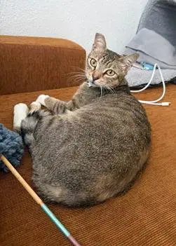 Tucker image 2