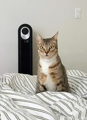 Tucker - Domestic Short Hair