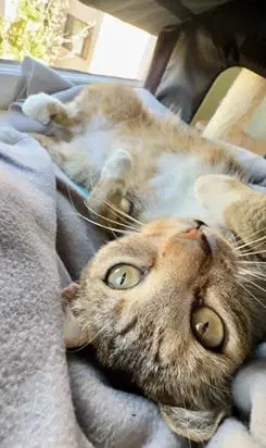 Tucker - Domestic Short Hair