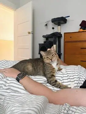 Tucker - Domestic Short Hair