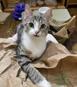 Claudia - Domestic Short Hair