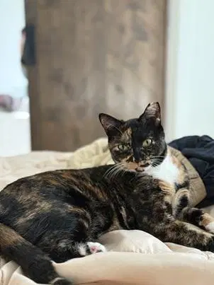 Gabby - Domestic Short Hair