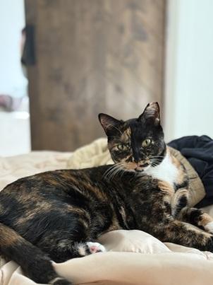 picture of the cat needing adoption