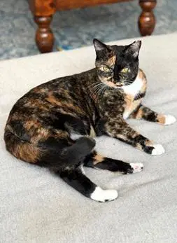 Gabby - Domestic Short Hair