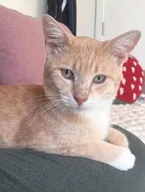 Georgie image 3