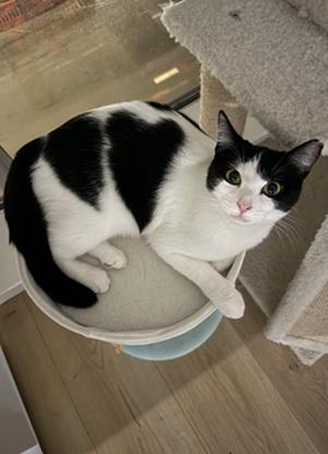 picture of the cat needing adoption