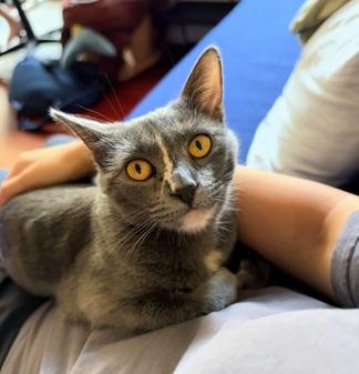 Mia, a cat for adoption from Give Me Shelter Cat Rescue