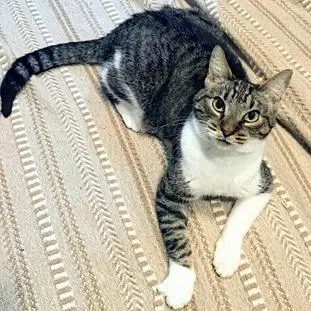 Elastigirl - Domestic Short Hair