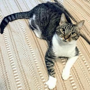 picture of the cat needing adoption
