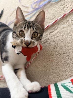 picture of the cat needing adoption