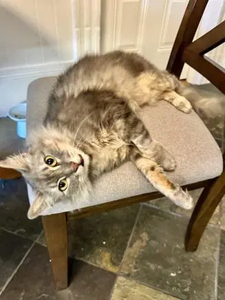 Sasha - Domestic Long Hair