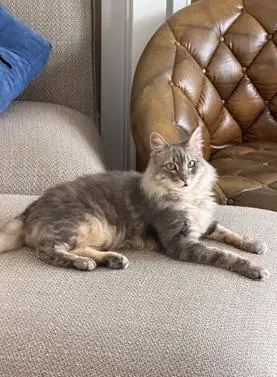 Sasha - Domestic Long Hair
