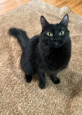 Ariel - Domestic Medium Hair